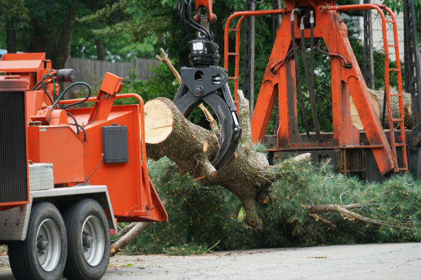 Trusted Westport Village, CT Tree Service Experts